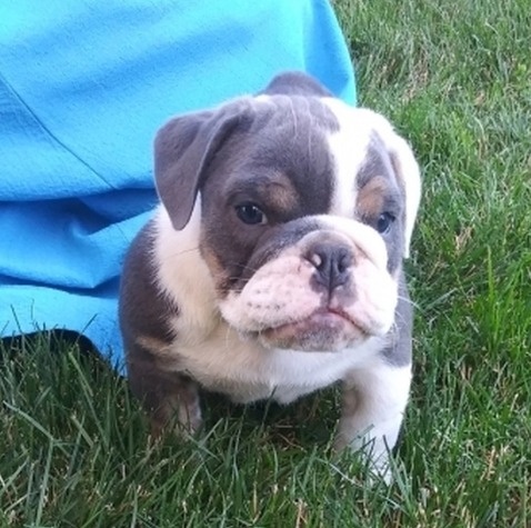 Englische Bulldoggenwelpen..+43 678 70413678. - 3