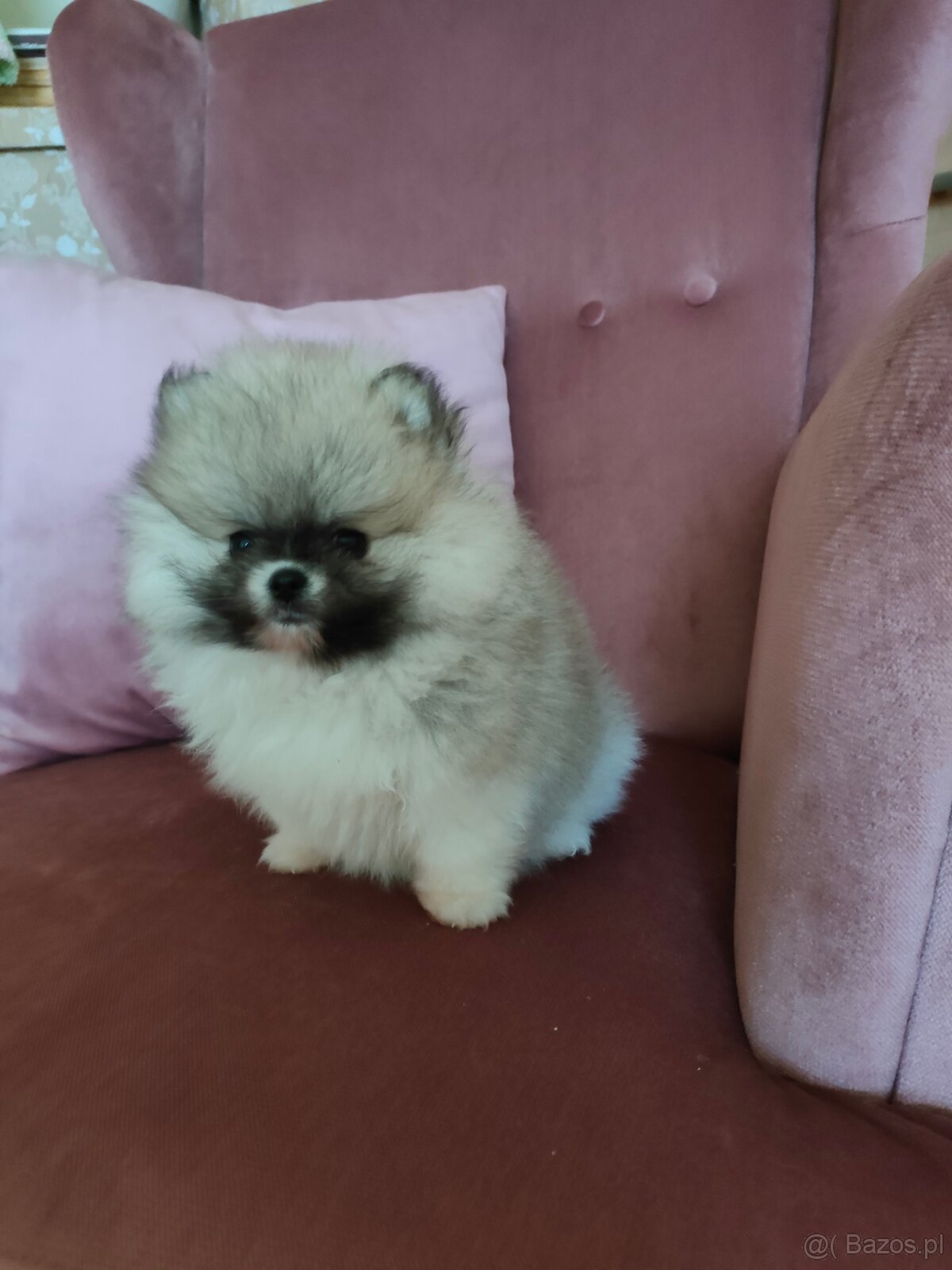 Szpic miniaturowy - pomeranian suczka mini - 3