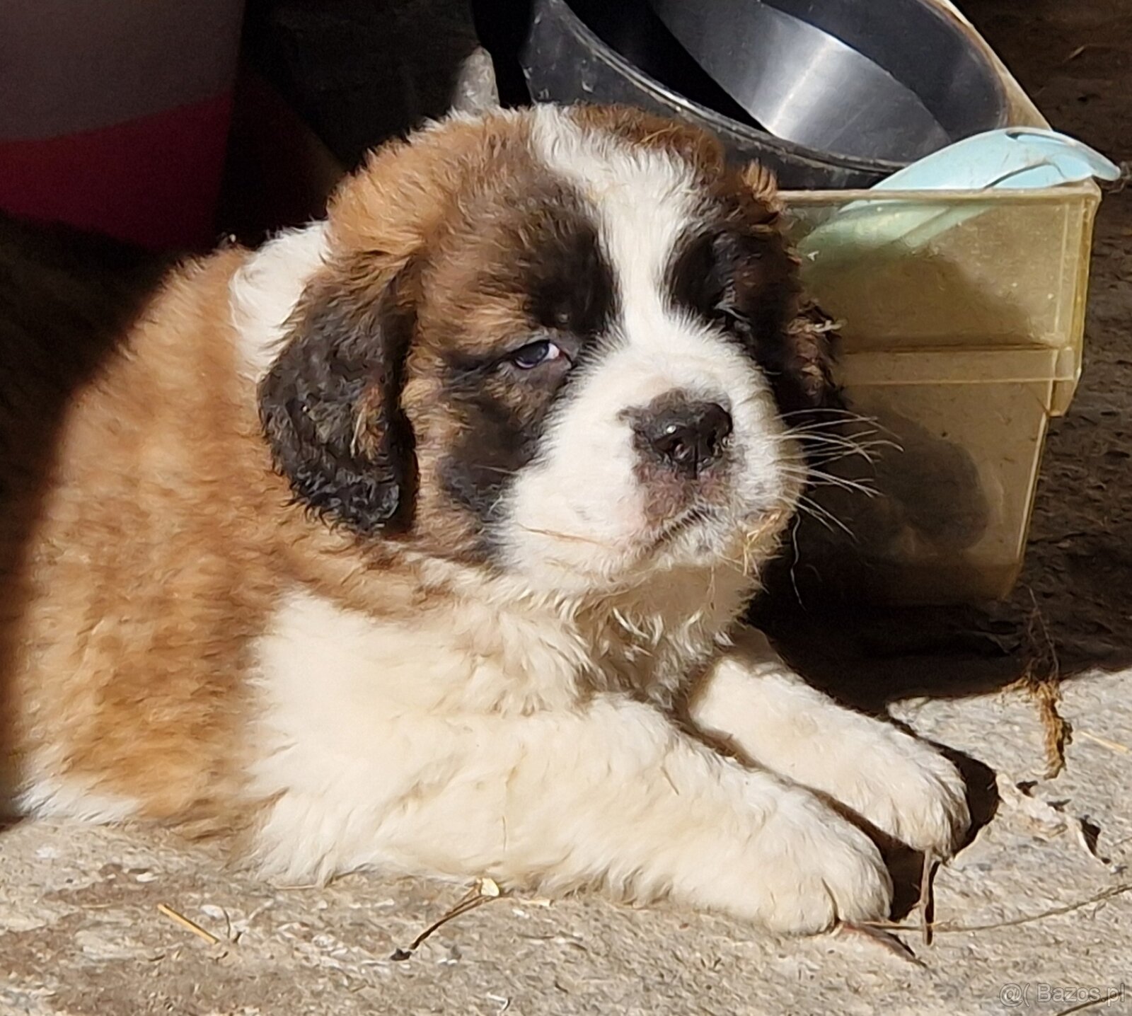 Bernardyn szczenięta-śliczne - 3