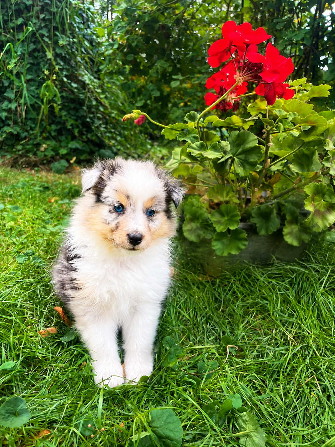 Sheltie, shetland sheepdog, owczarek szetlandzki, piesek - 3