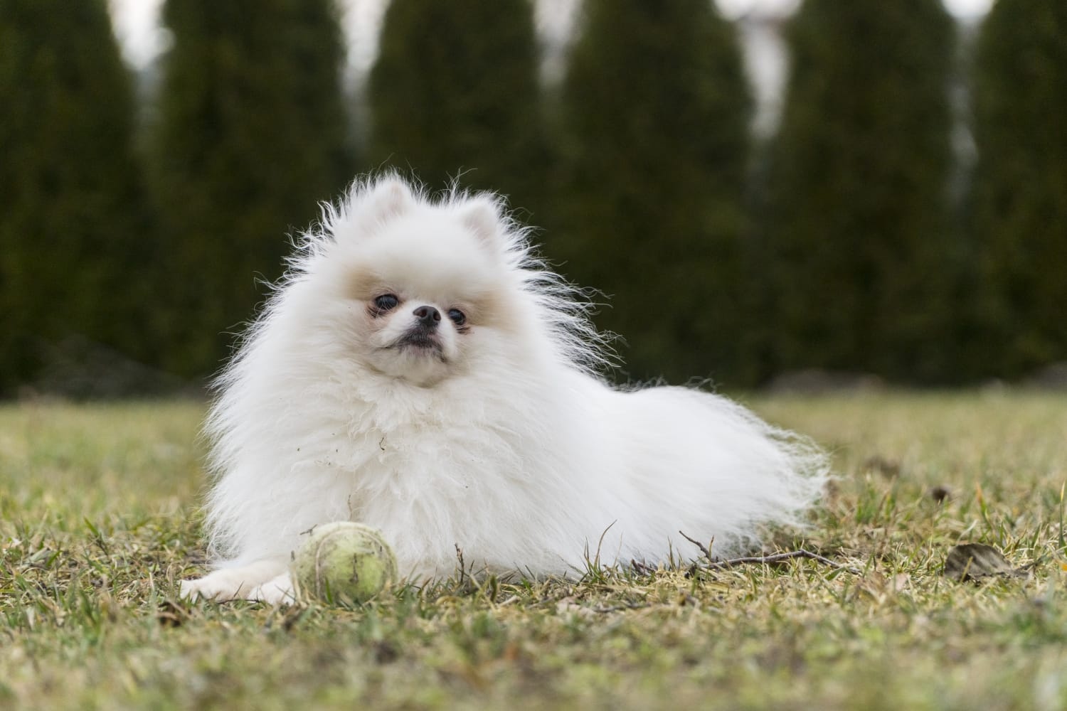 Biały Pomeranian 6 lata – krycie zarejestrowane w OSPiKRP - 3