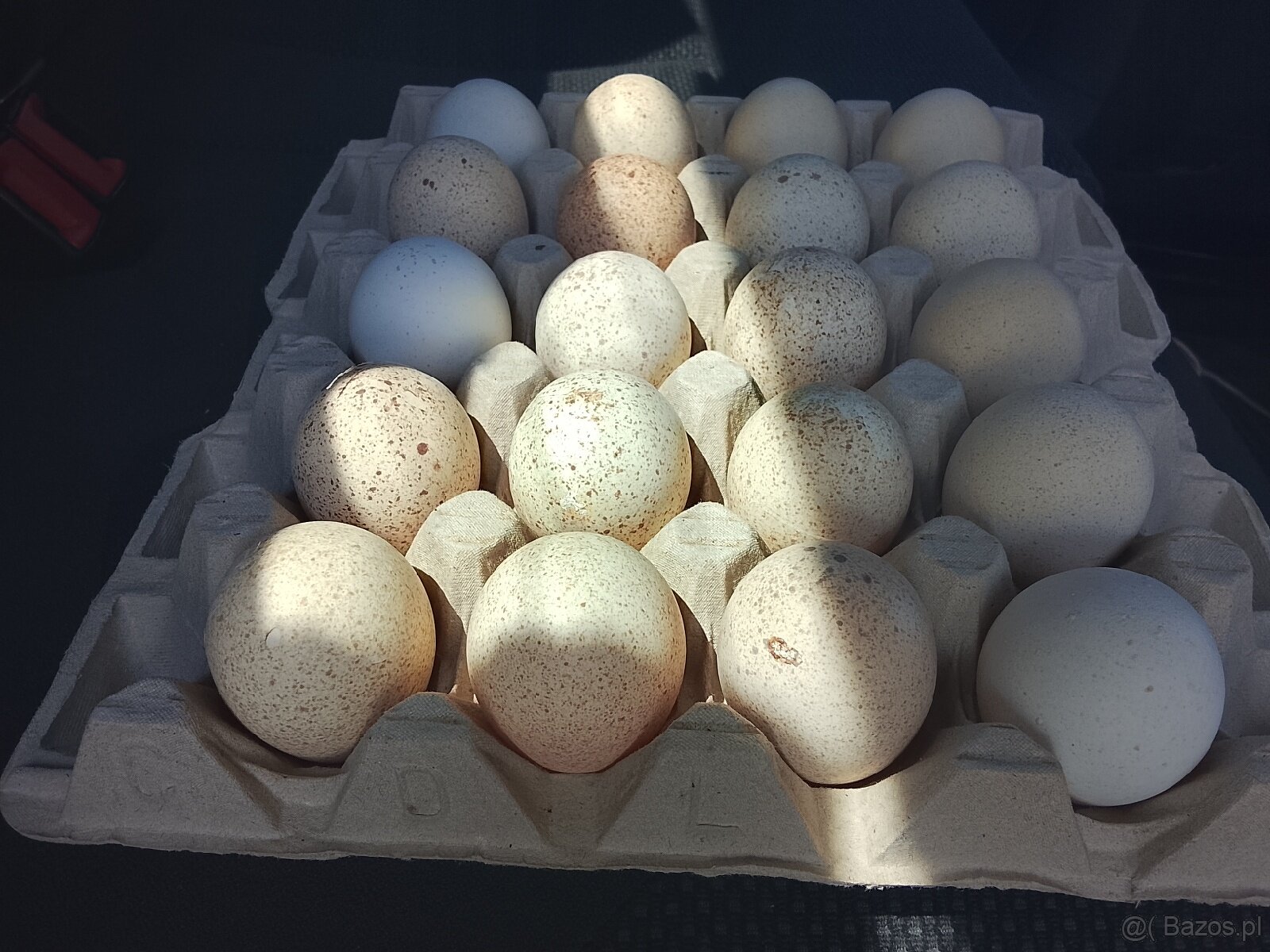 jaja indycze do wylęgu - 3