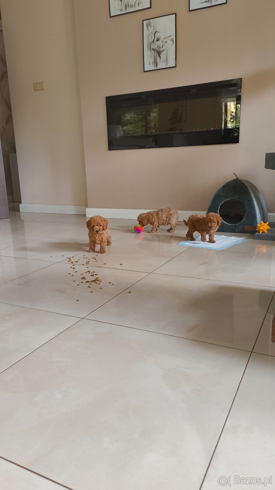 Pudel miniaturowy red - 3