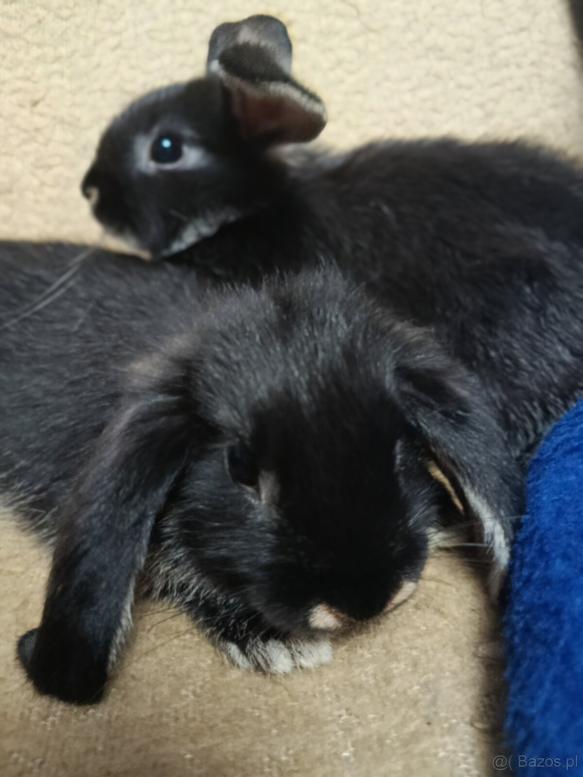 Króliczki mini lop miniaturka baranek - 3