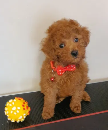 Pudel ,Pudelek Toy piesek red - 3