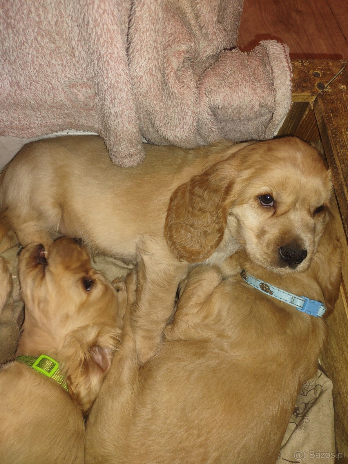 Sprzedam szczeniaki - 3