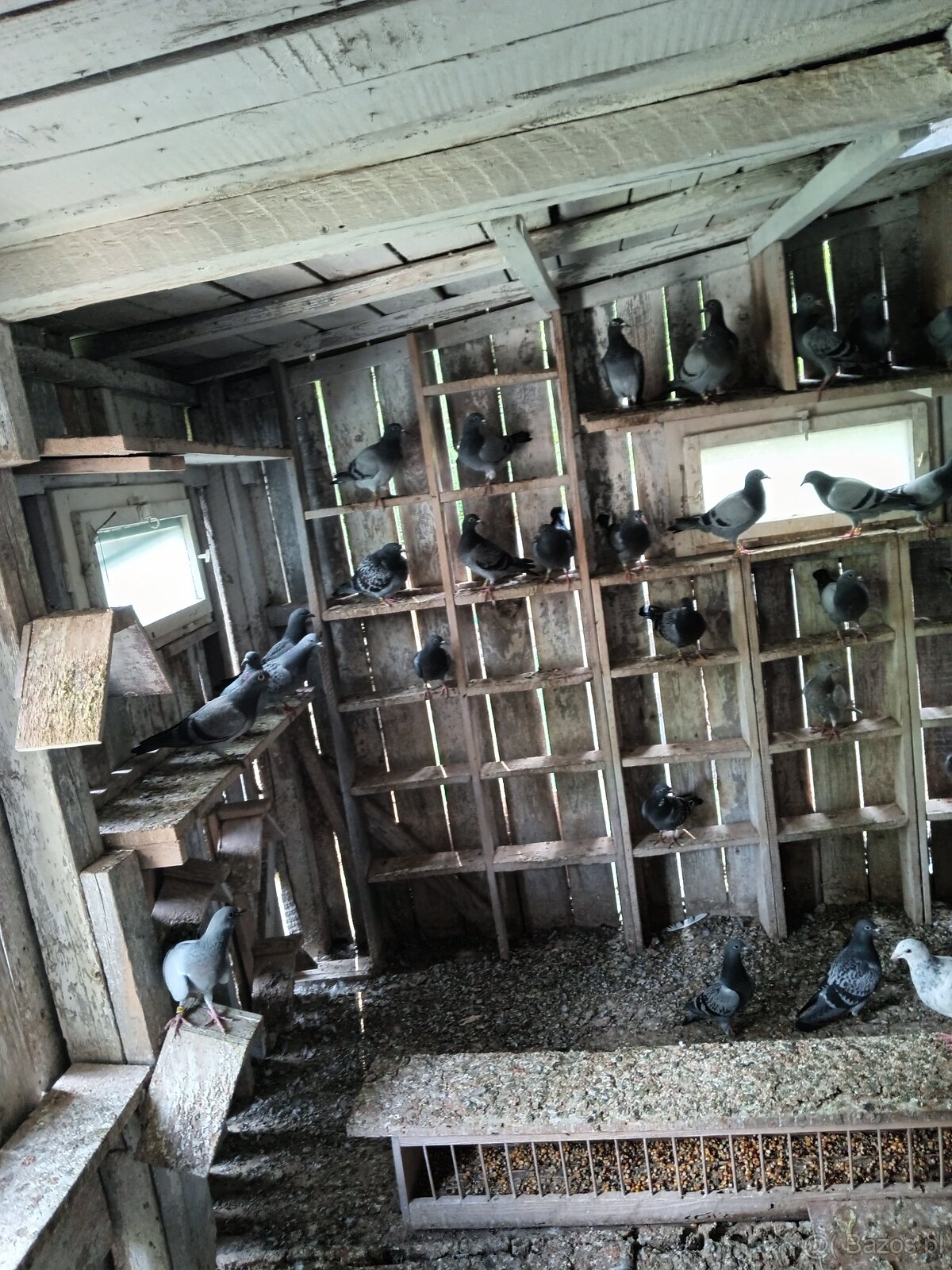 Golebie pocztowe - 3