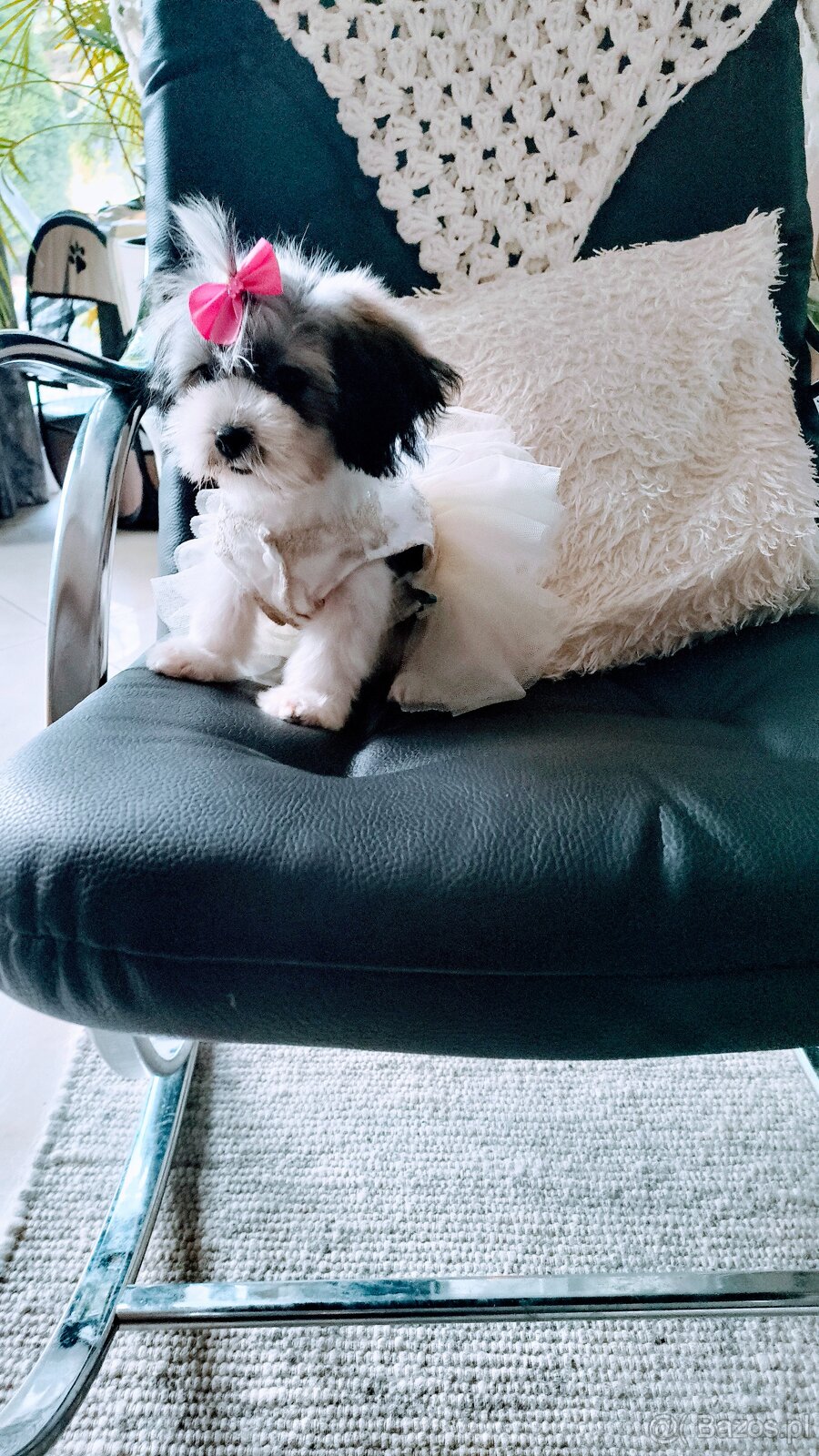 Malshi maleńkie szczęście - 3