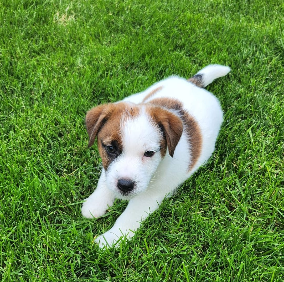 Jack Russell Terrier z rodowodem FCI - 3