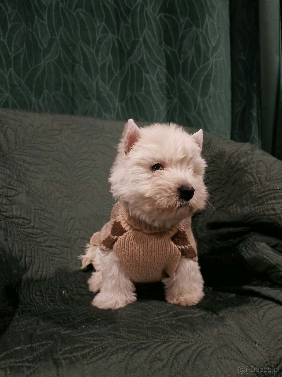 Wzorcowe Westy mega gesty włos white terrier ojciec FCI - 3