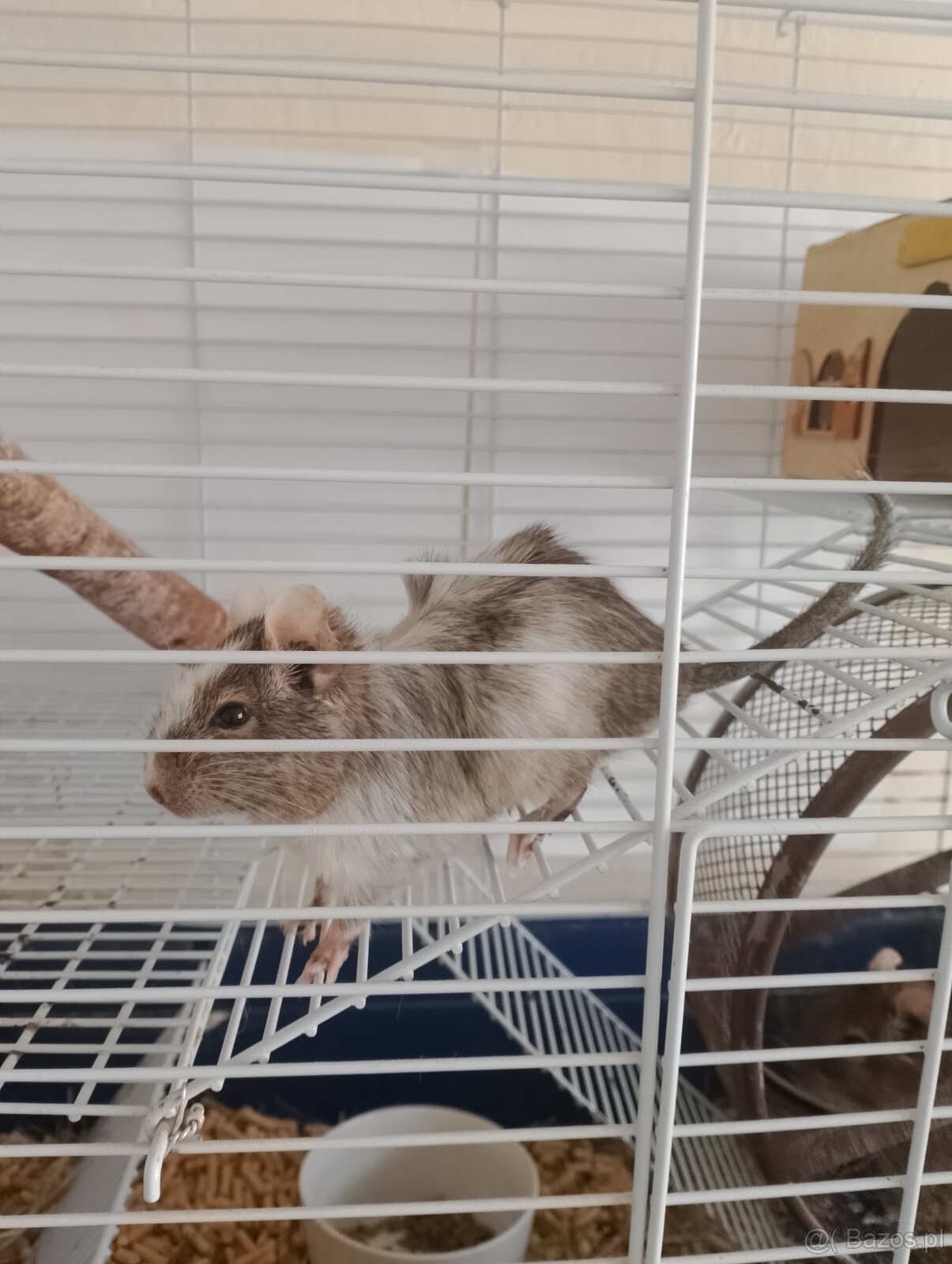 Sprzedam koszatniczki - 3