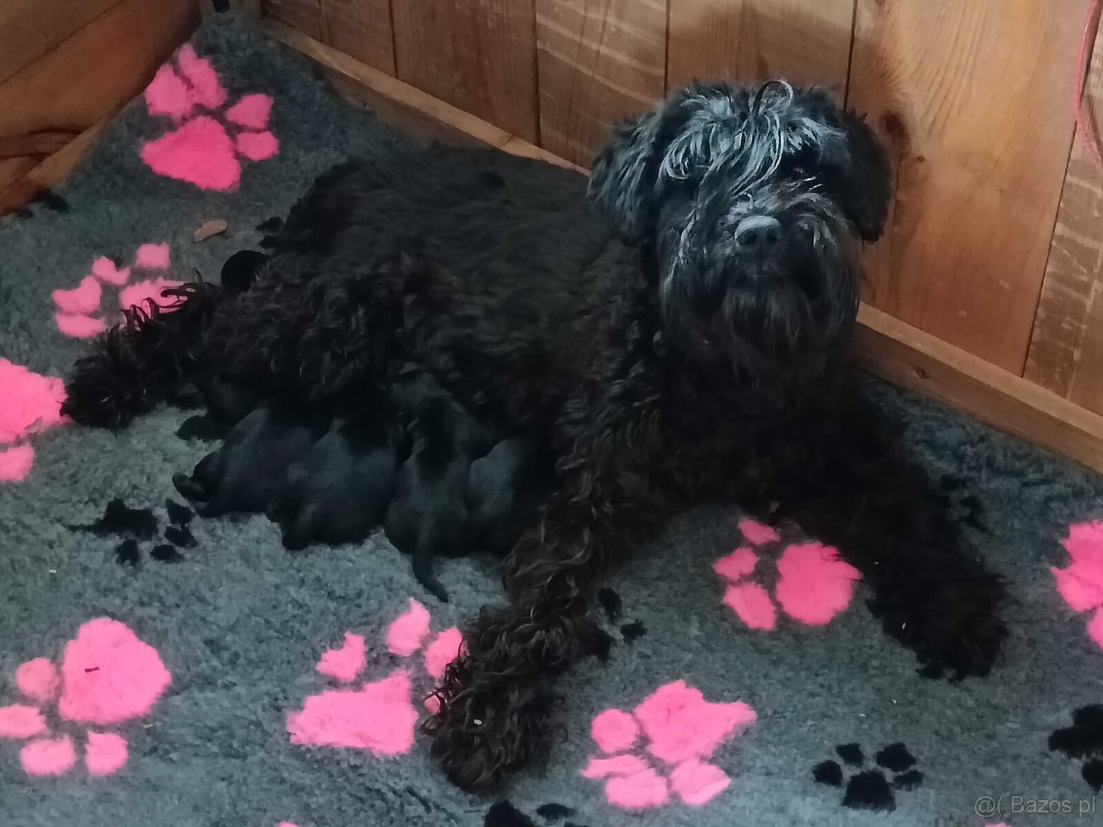 Sznaucer miniaturowy - 3