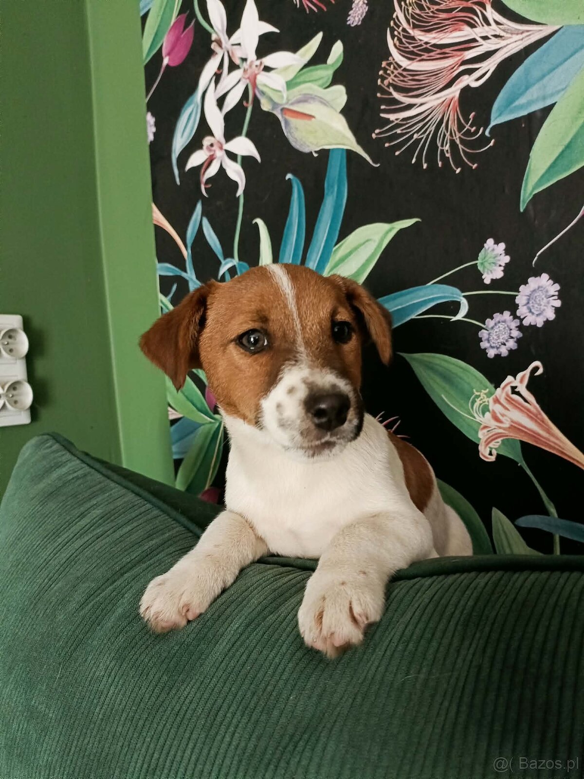 Wzorcowy gładki Jack Russell rodzice FCI - 3