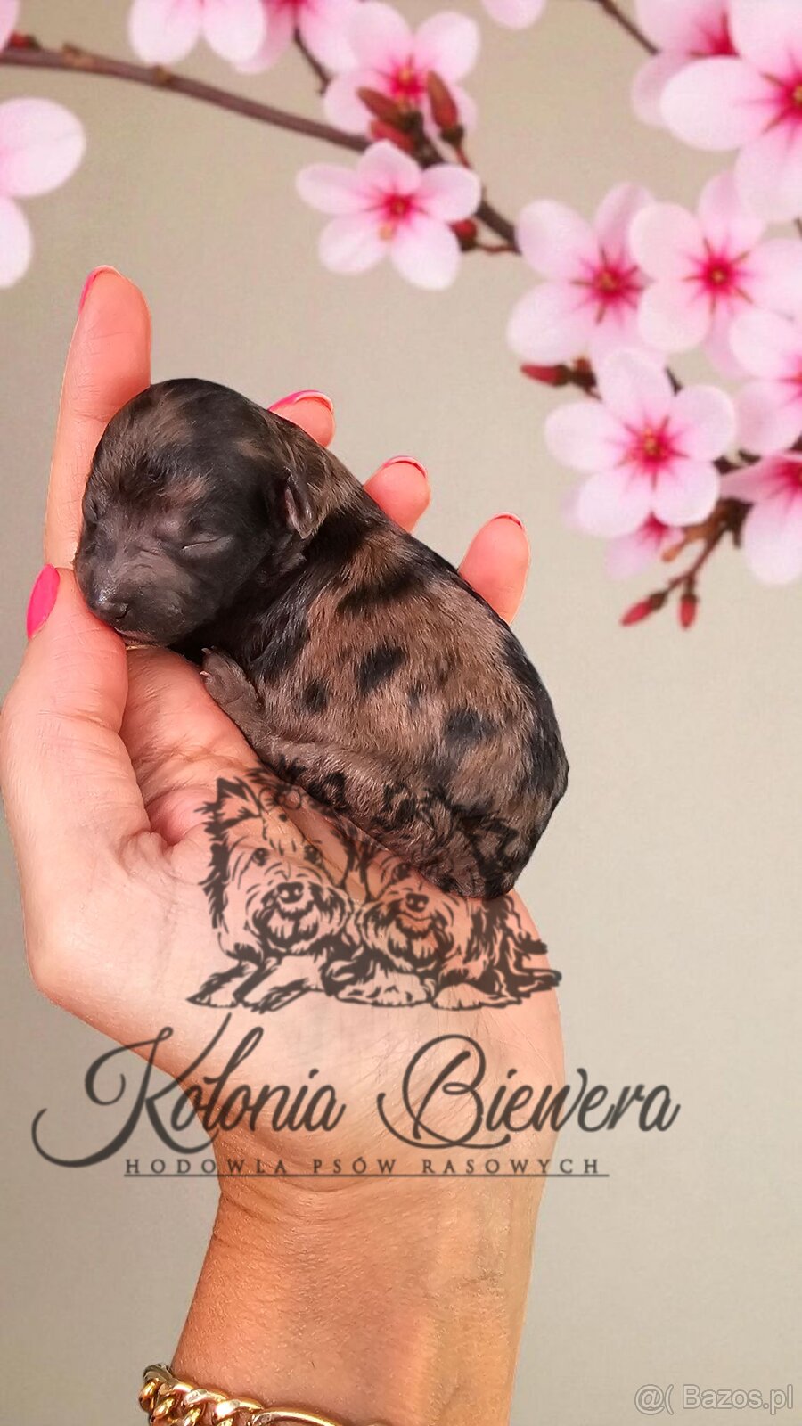 Pudel Miniaturowy piesek Merle Badania genetyczne - 3