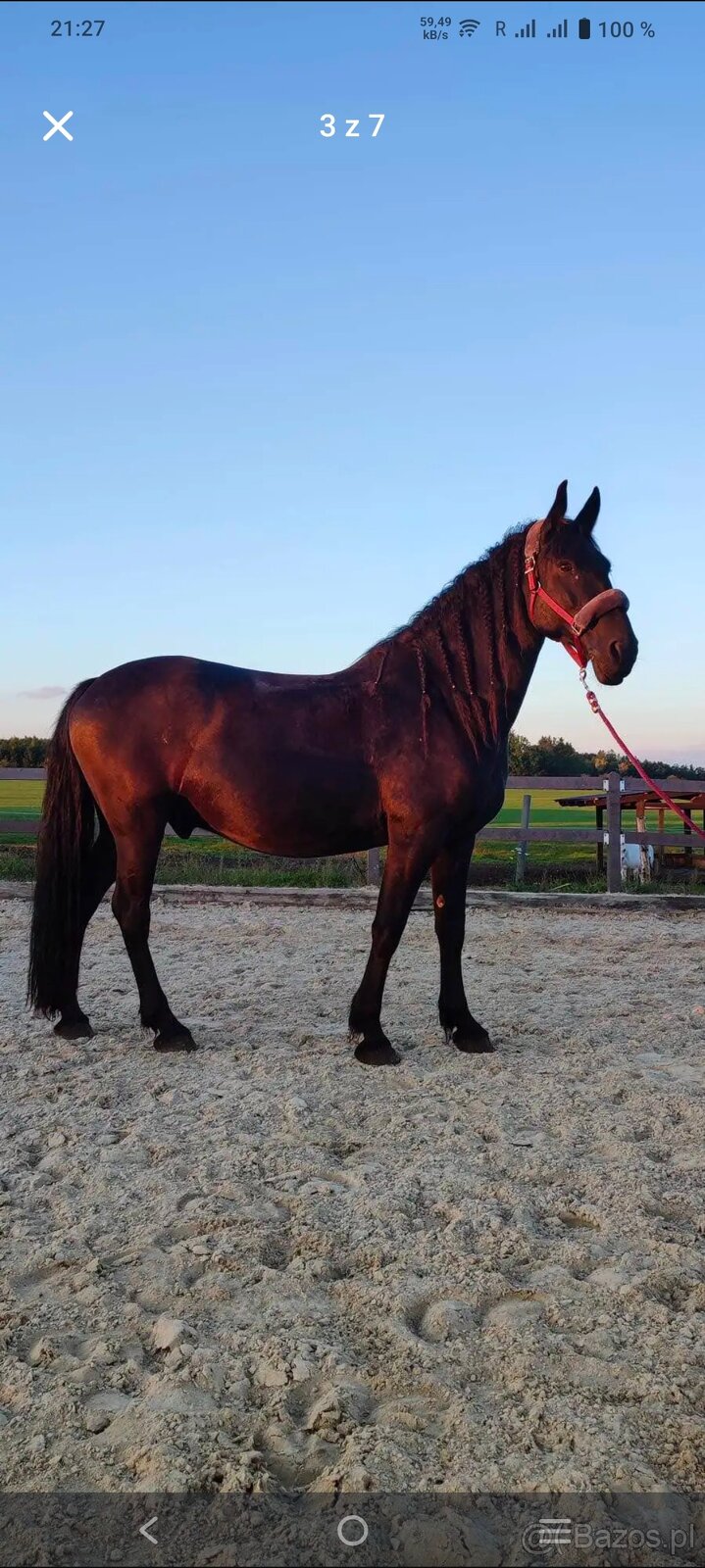 Uroczy wałach 8lat - 3