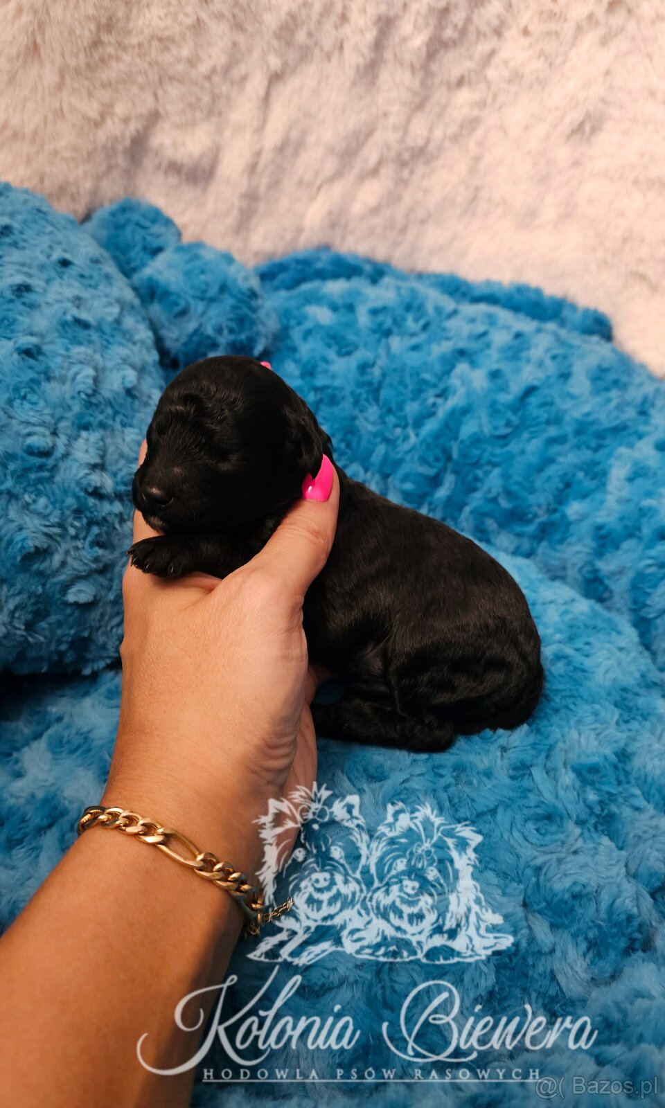 Pudel Miniaturowy sunia i piesek czarny adania genetyczne - 3