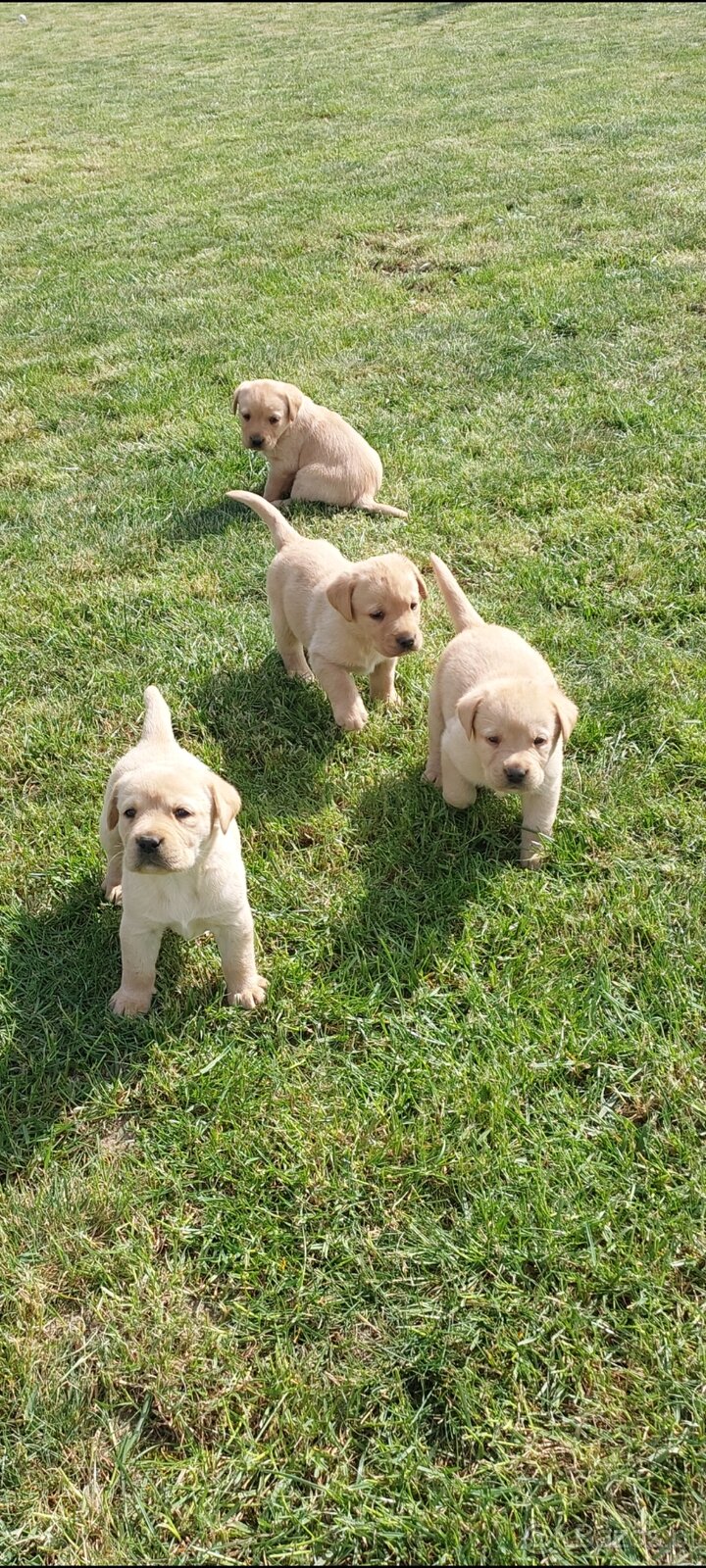 Szczeniaki Labrador - 3
