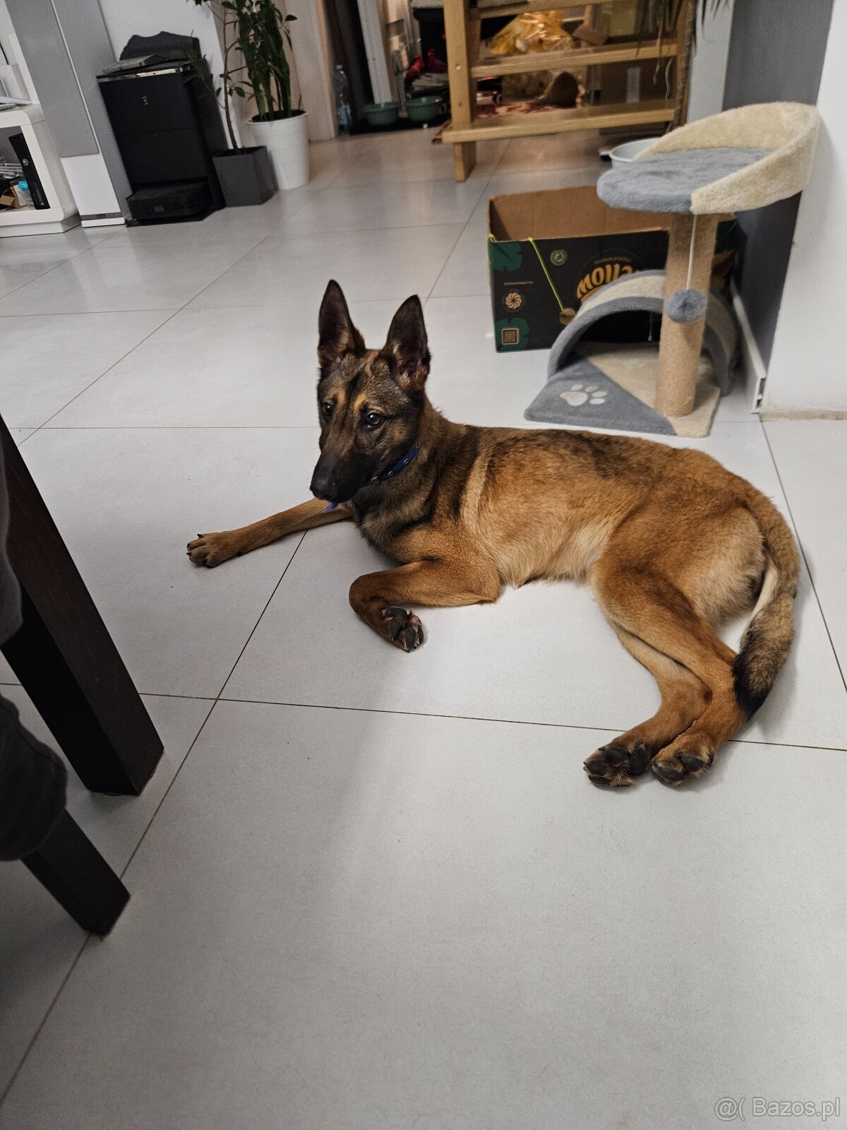 Owczarek belgijski suka 8 miesiecy - 3