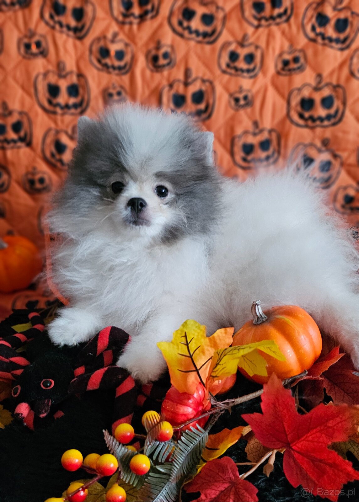 Szpic Miniaturowy/Pomeranian dla Konsenera Blue&white - 3