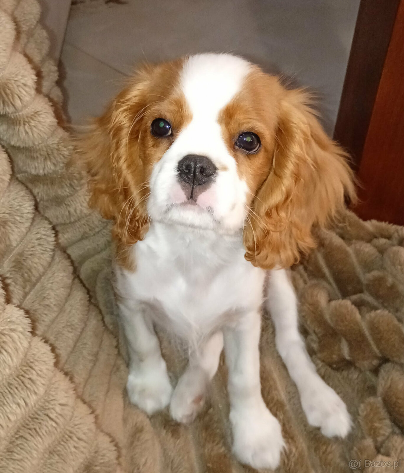 Cavalier King Charles Spaniel FCI (ZKwP) piesek - 3