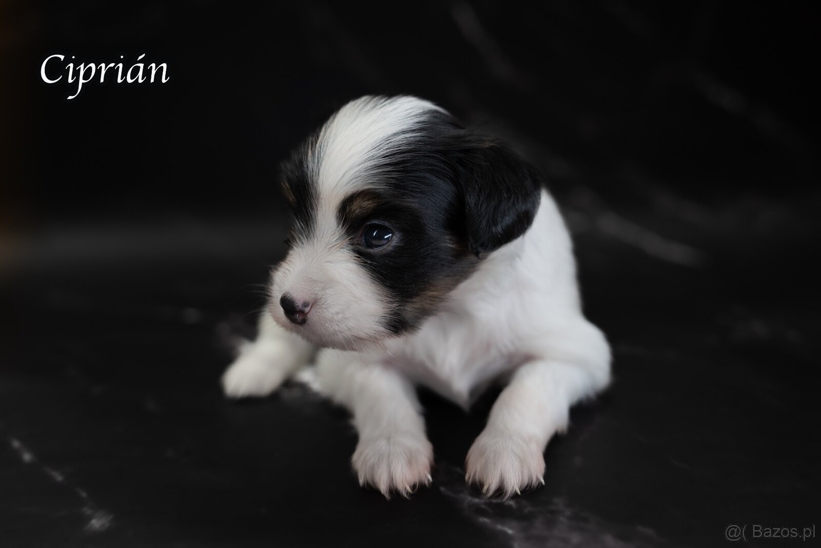 Spaniel kontynentalny miniaturowy – odmiana Phalène z rodowo - 3