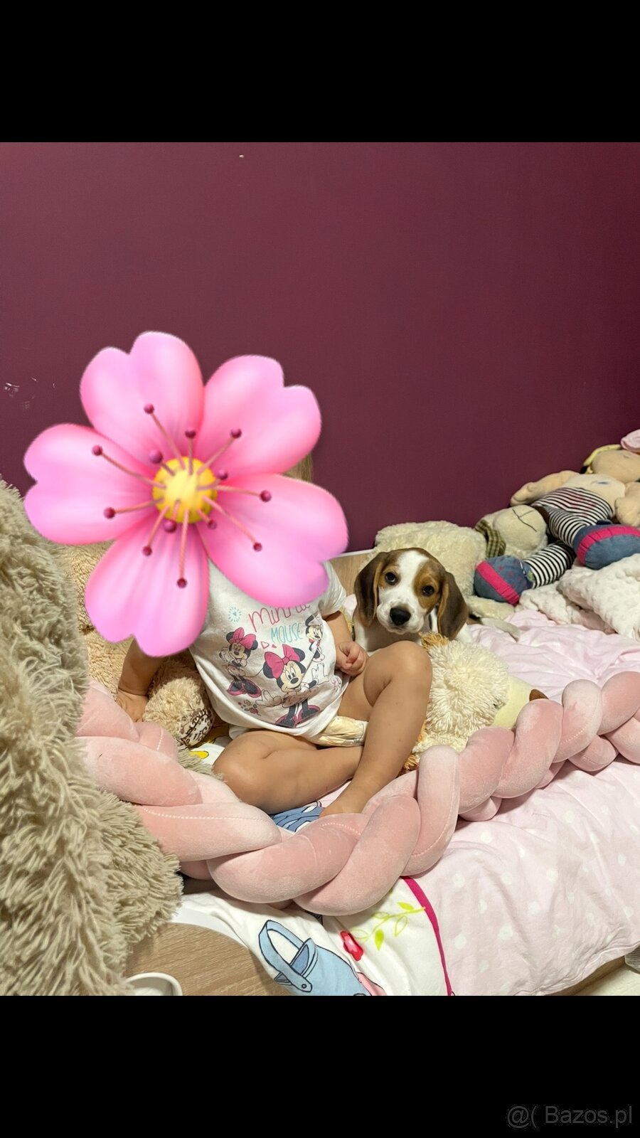 Pies Szczeniak Rasowy Beagle - 3