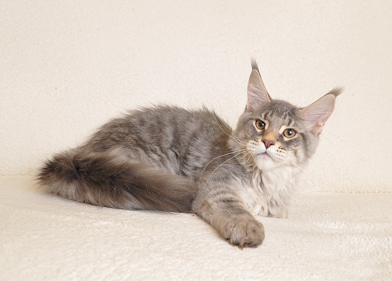 Śliczny kocurek Maine Coon PZF/WCF - LEGALNA HODOWLA - 3