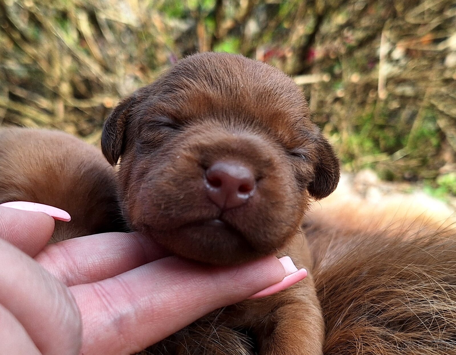 Szczeniaki Patterdale Terrier ZKWP FCI - 3