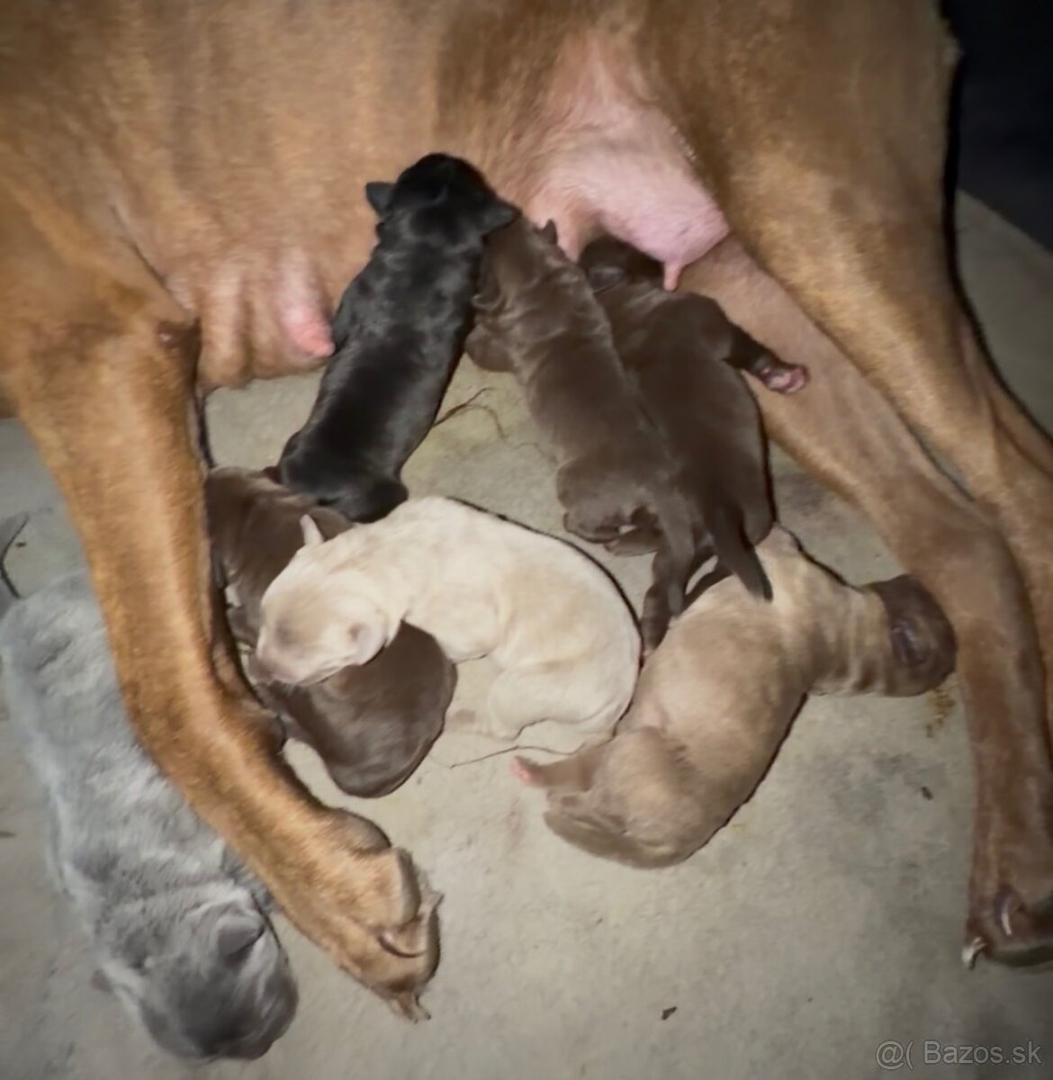 Szczeniaki Bandogi s rodokmenom VIP BANDOG KENNELS - 3