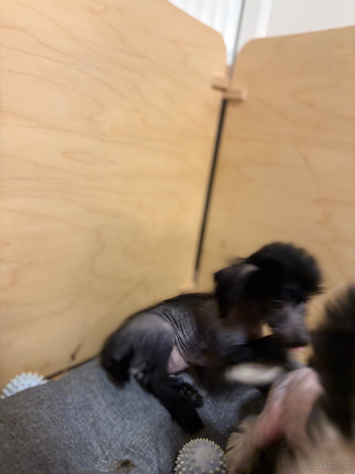 Grzywacz chinski - 3