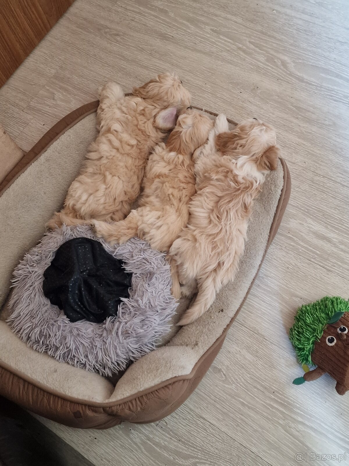 Maltipoo F1 - 3