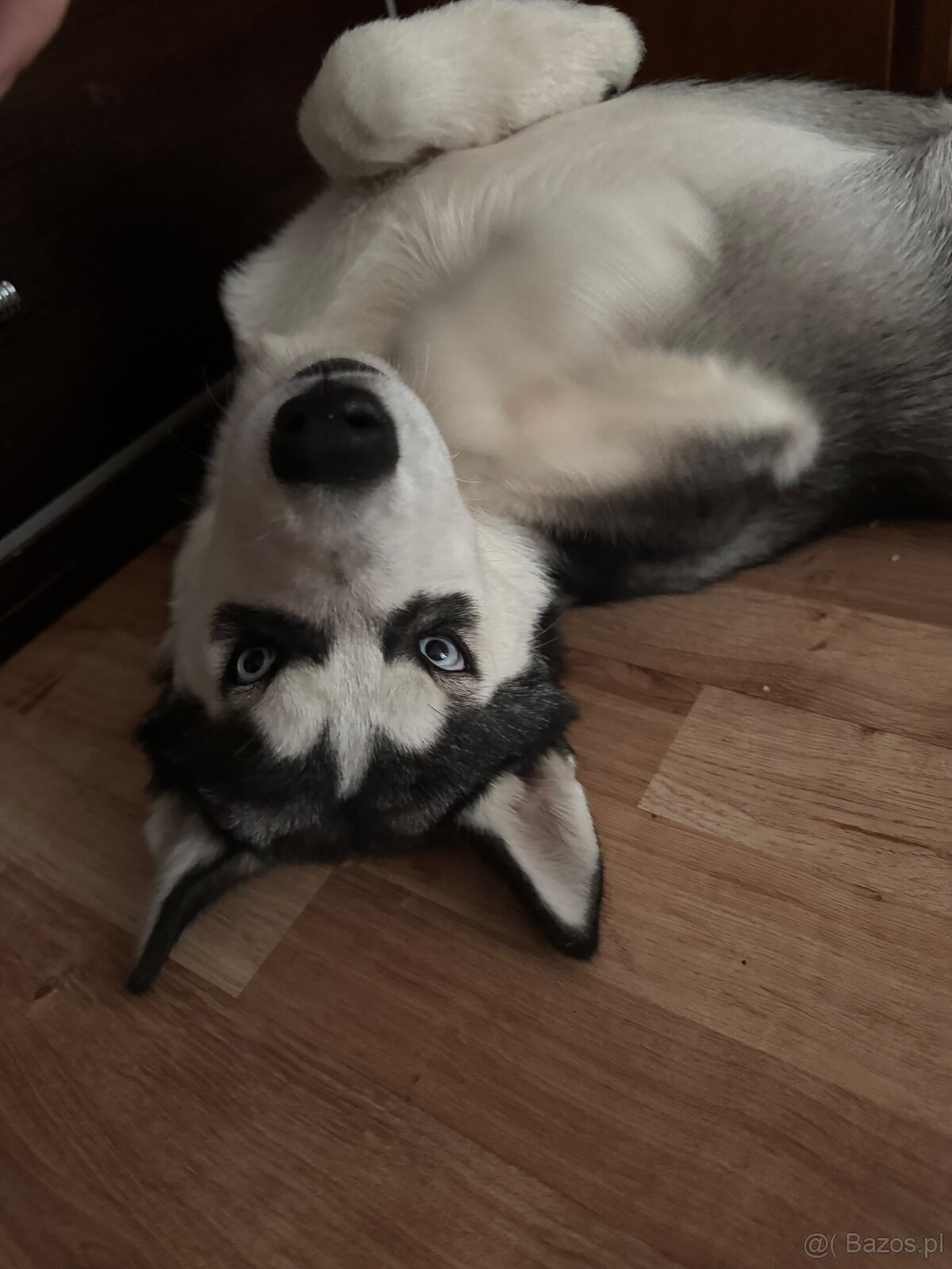 Śliczny Syberian husky szczenię z rodowodem - 3