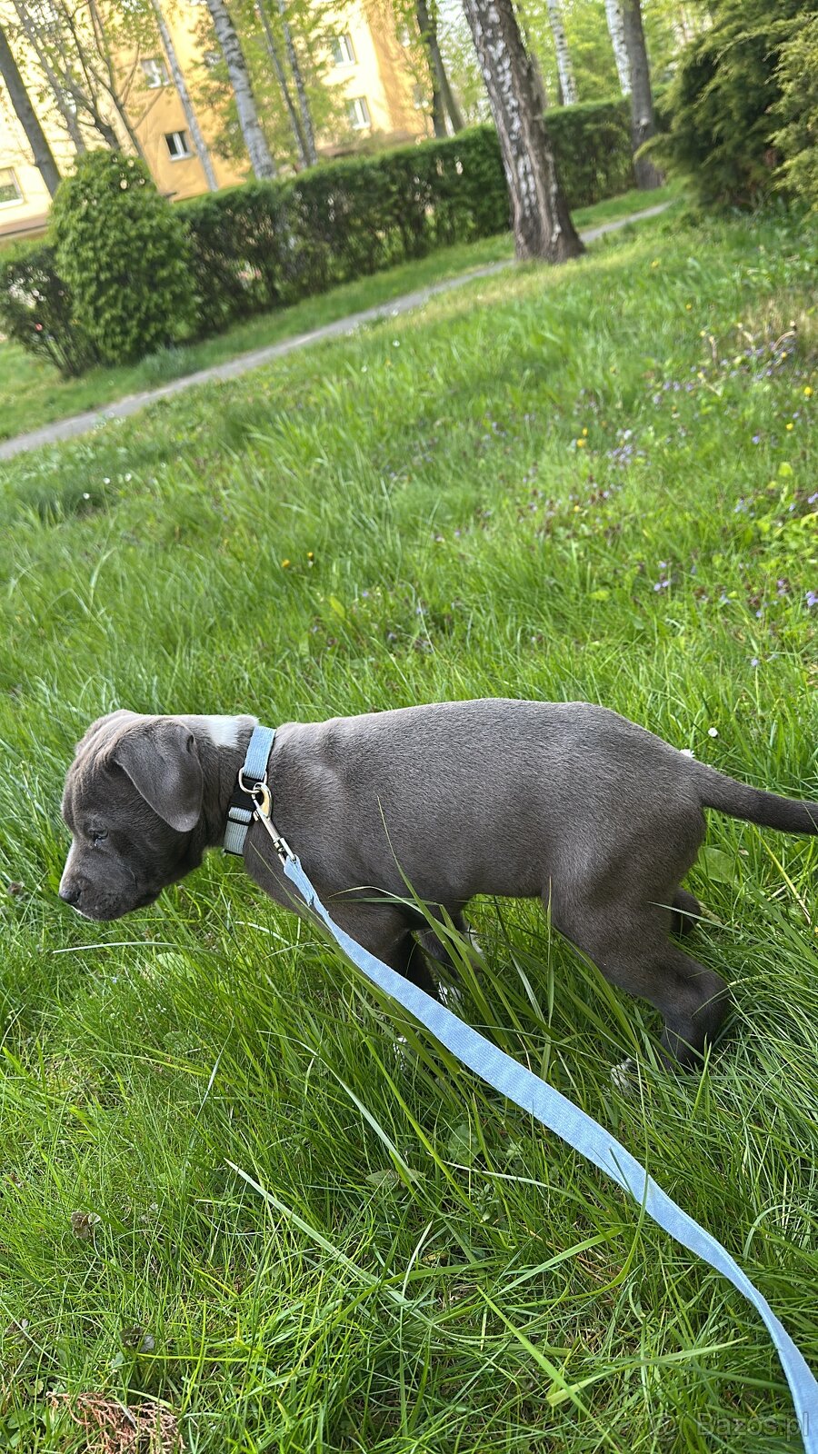 Amstaff Szczeniak - 3