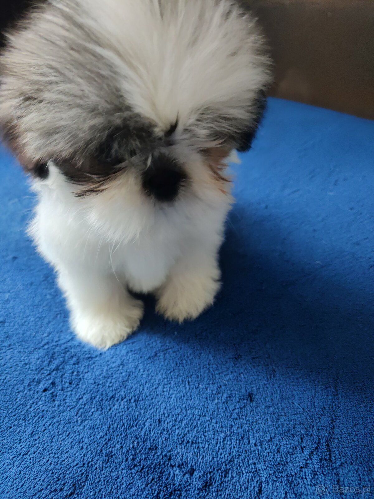 Suczka Shih-tzu - 3