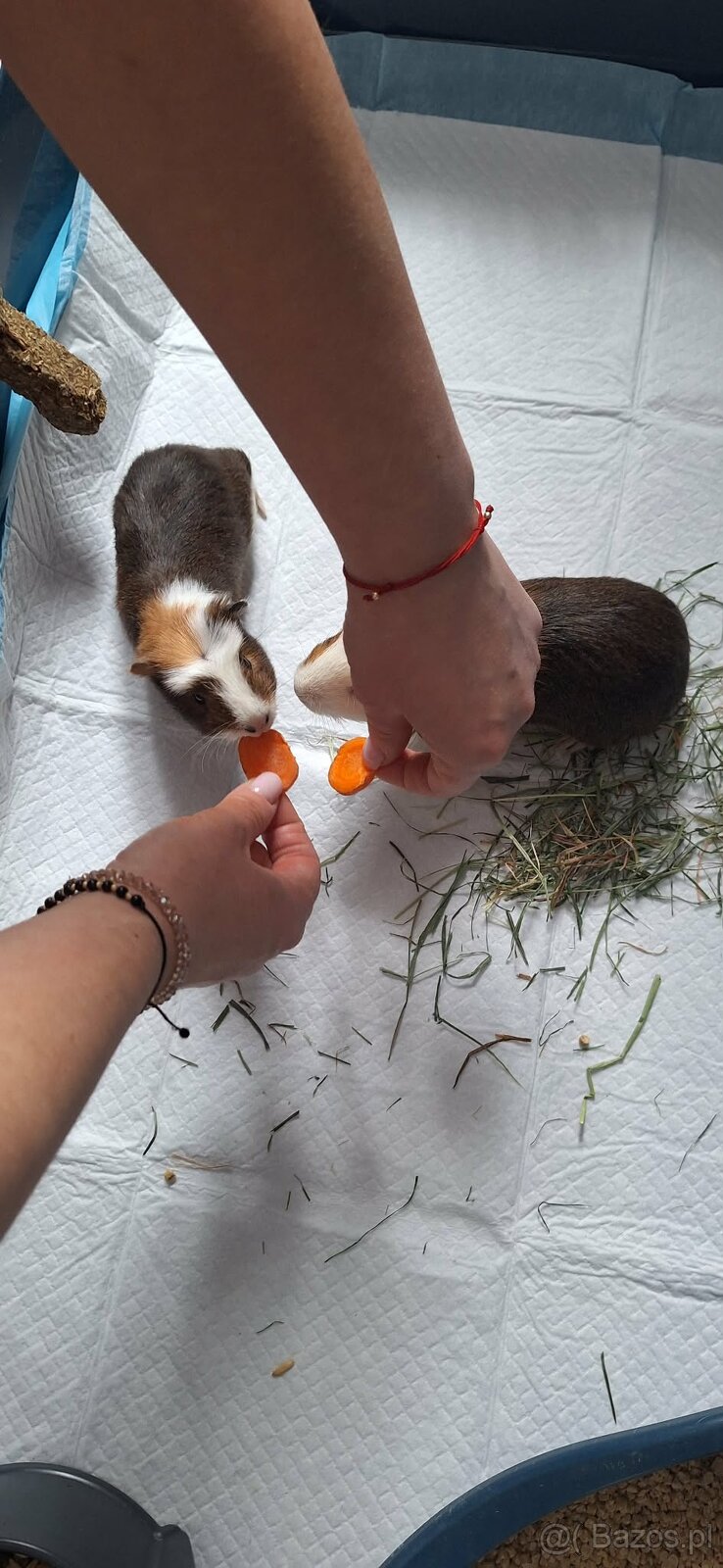 Dwa samce świnki morskiej wraz z wyposażeniem - 3