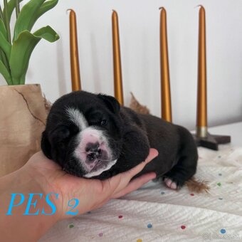 Buldog Staroangielski - Old English Bulldog - 3