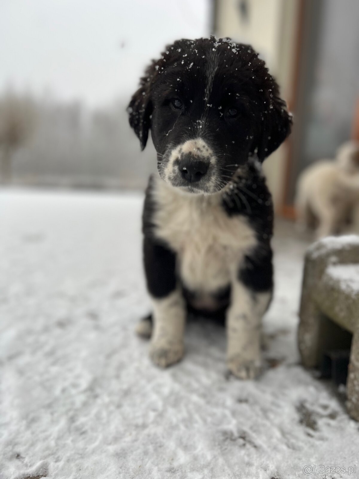 Szczeniaki owczarka środkowoazjatyckiego. - 3