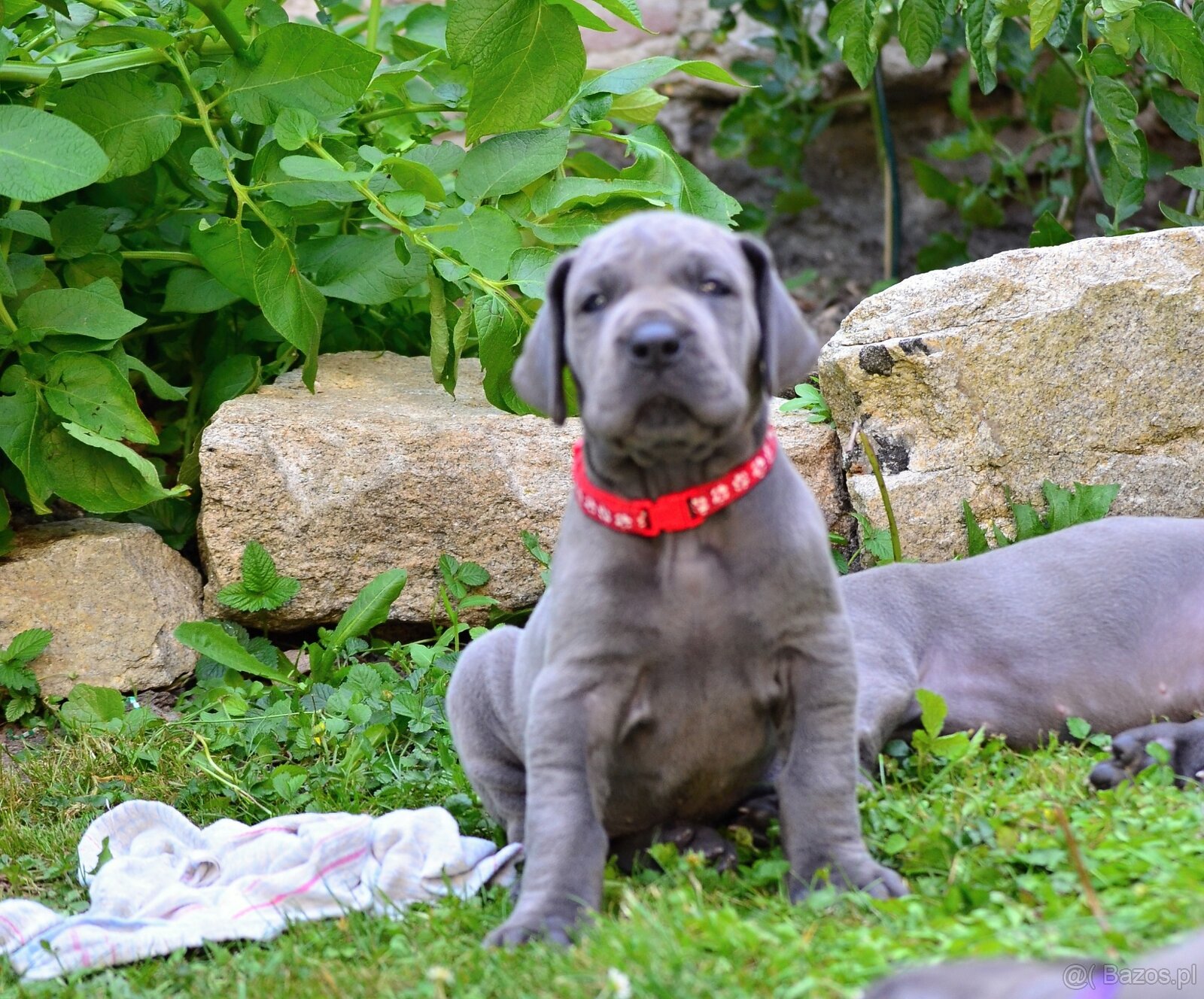Niebieski dog niemiecki - 3