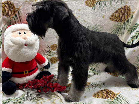 Suczka sznaucer miniaturowy - 3