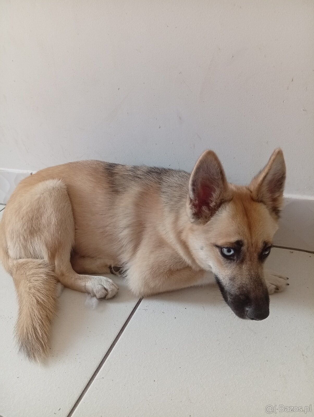 Sprzedam suczkę krzyzowka husky i owczarka belgijskiego mala - 3