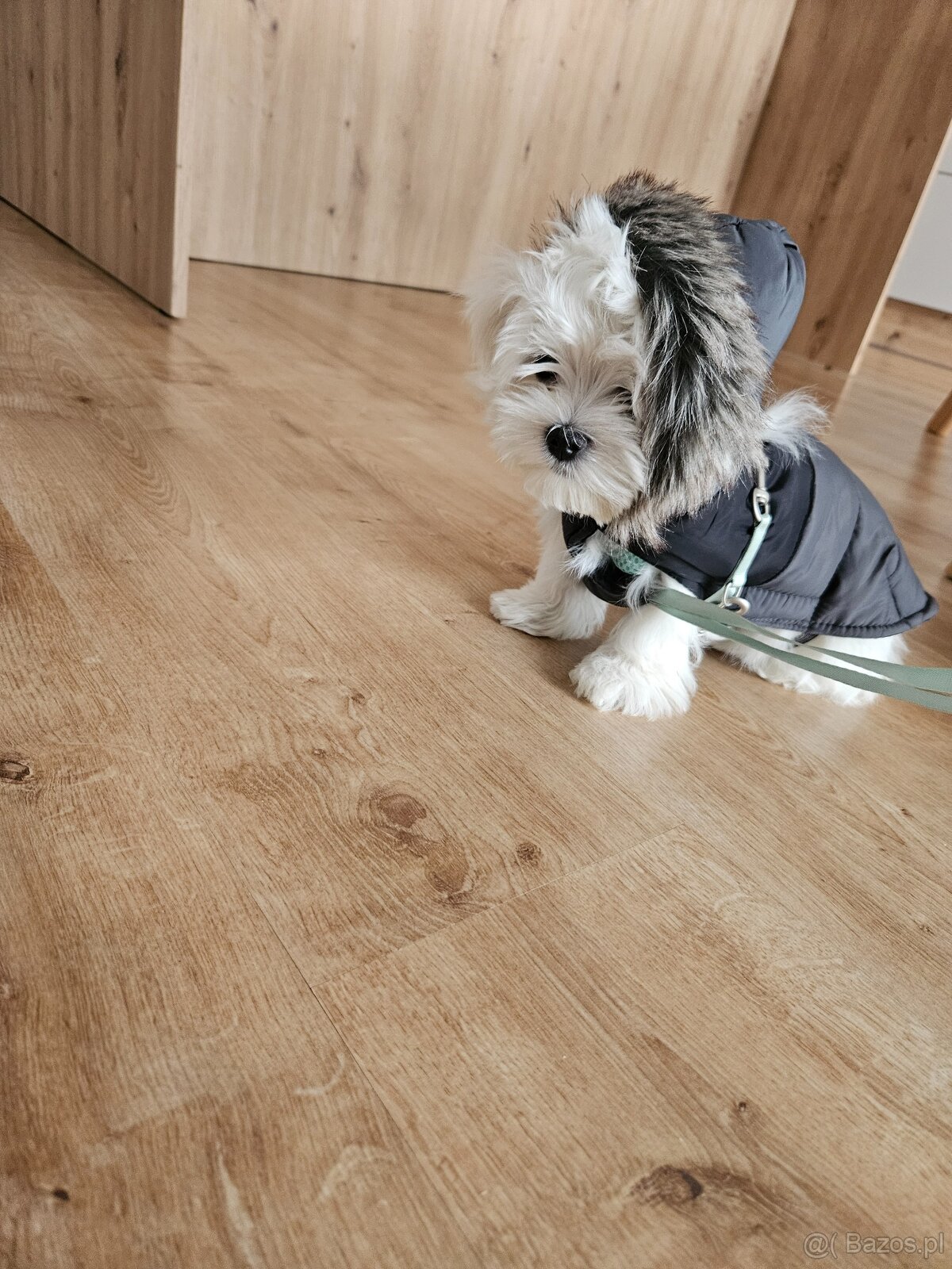 Sprzedam maltańczyka - 3