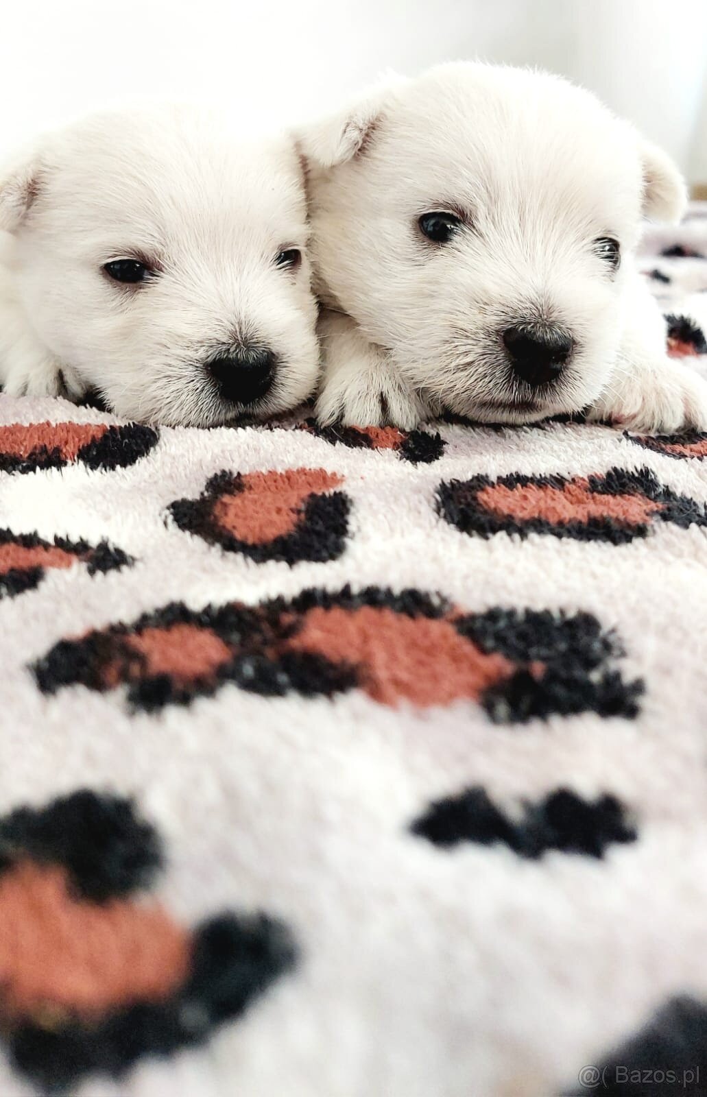 Szczeniak West Highland White Terrier - 3