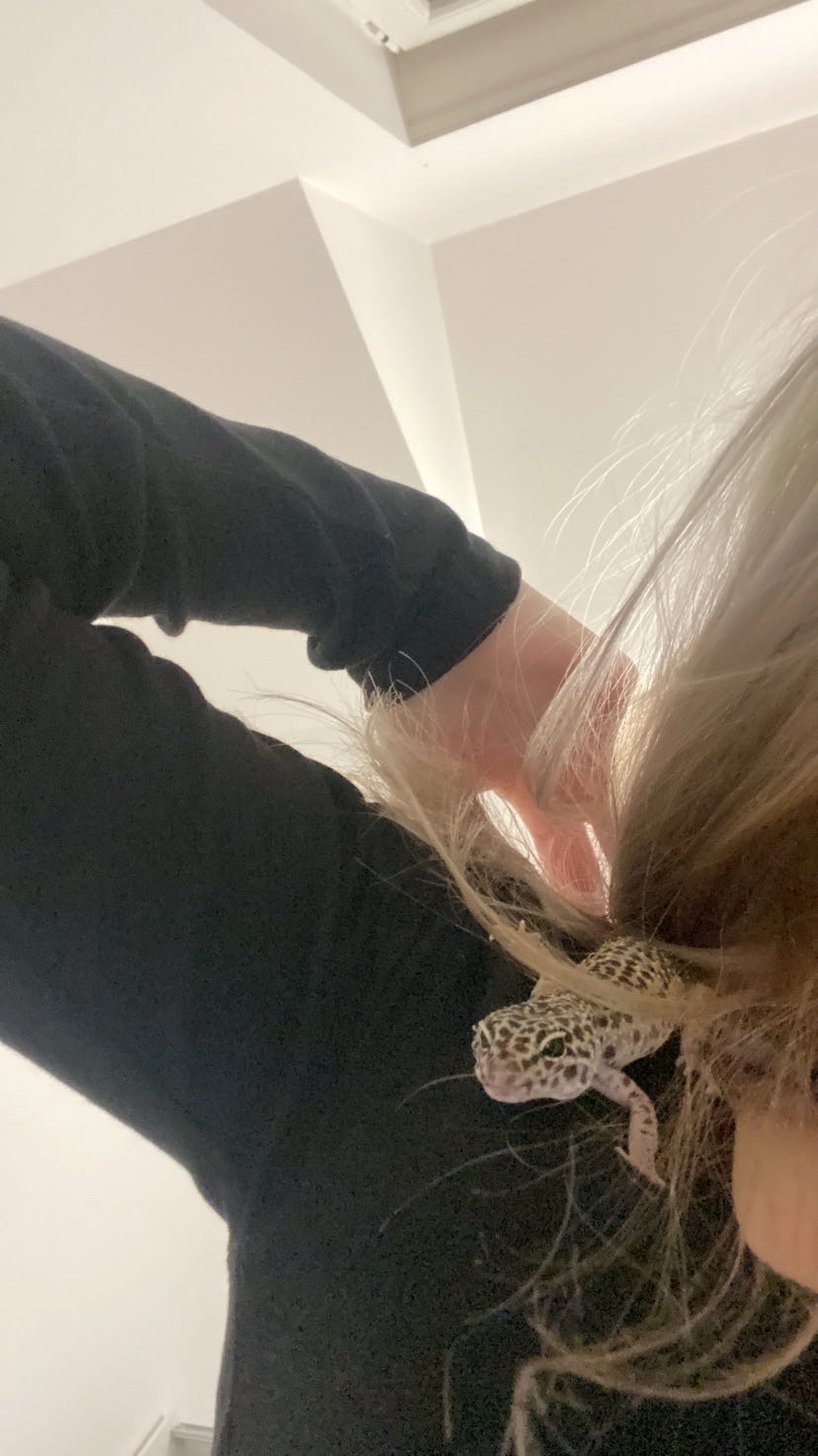 Dwa gekony wraz z terrarium - 3