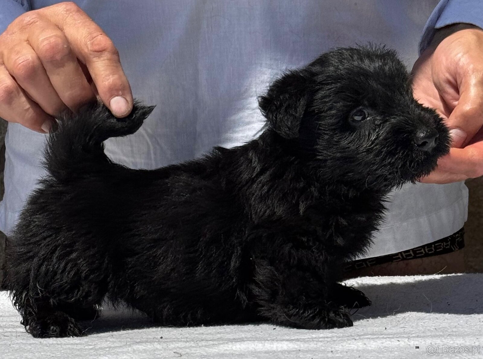 Terier Szkocki Scottish Terrier piesek FCI - 3