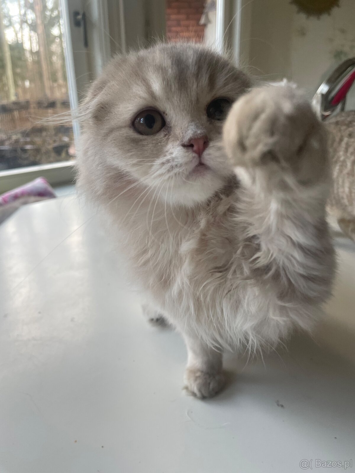 Szkocka prostoucha - Firenze - 3