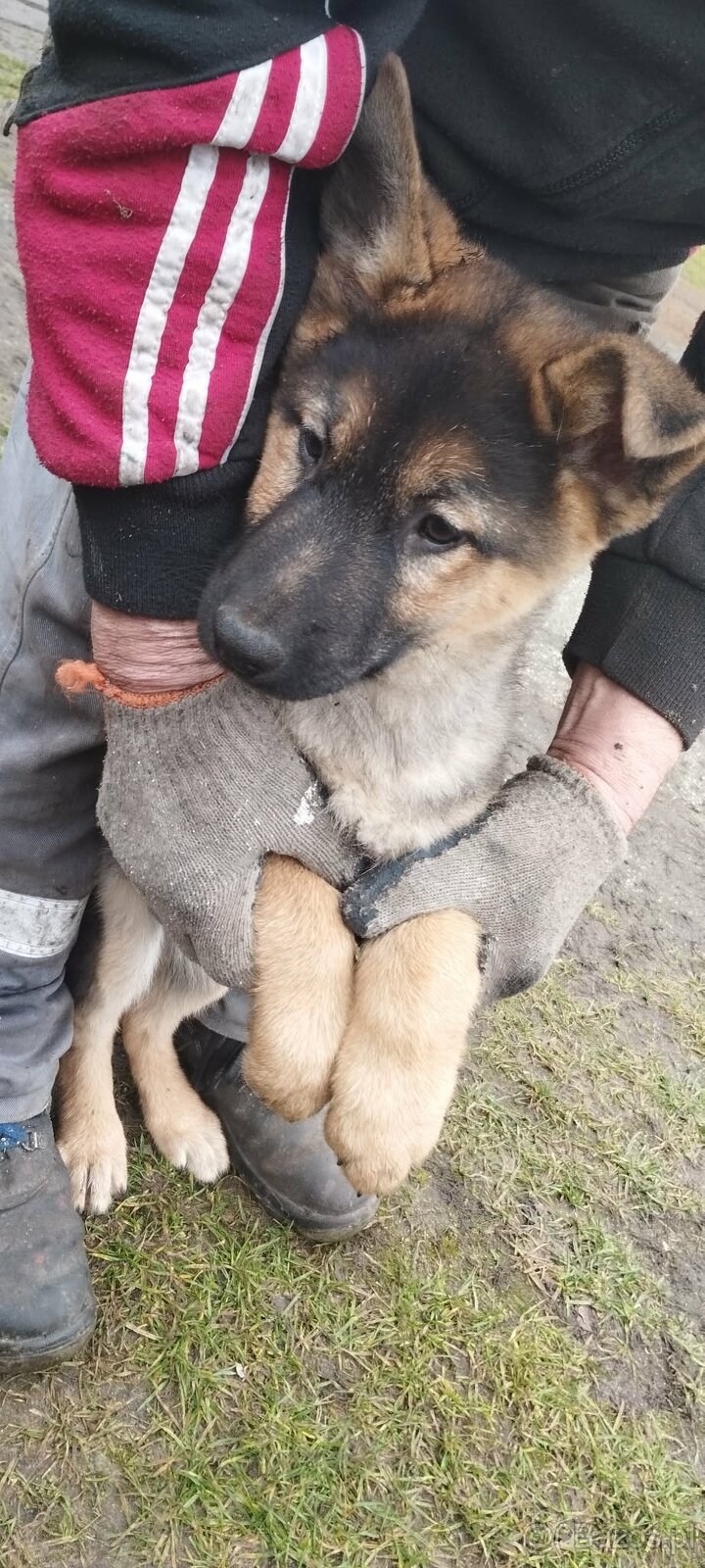 Owczarek niemiecki - 3