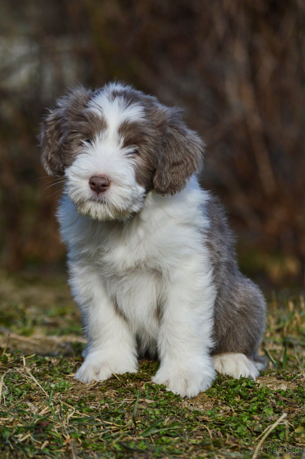Bearded Collie - 3
