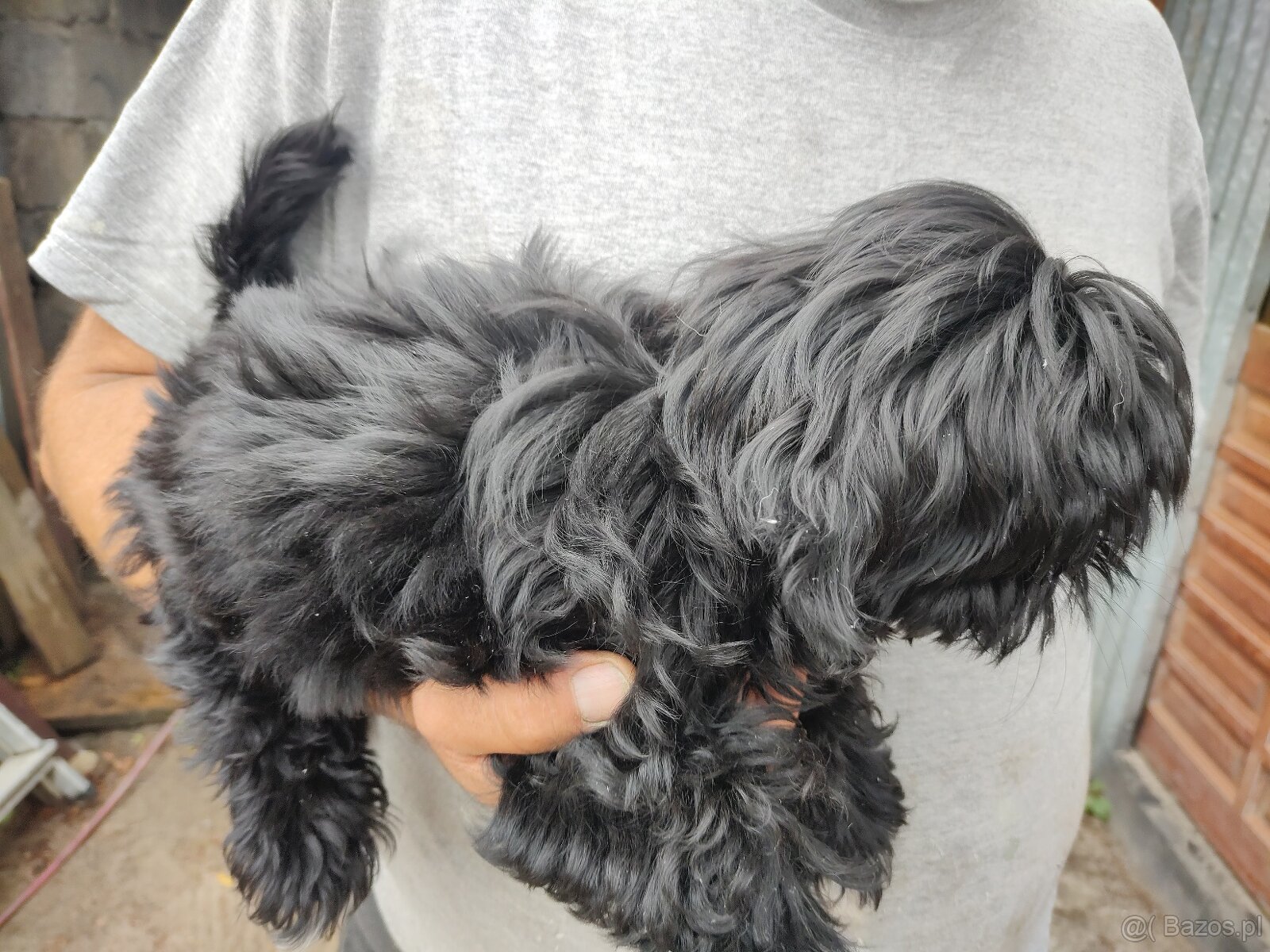 Suczka Shih-tzu - 3