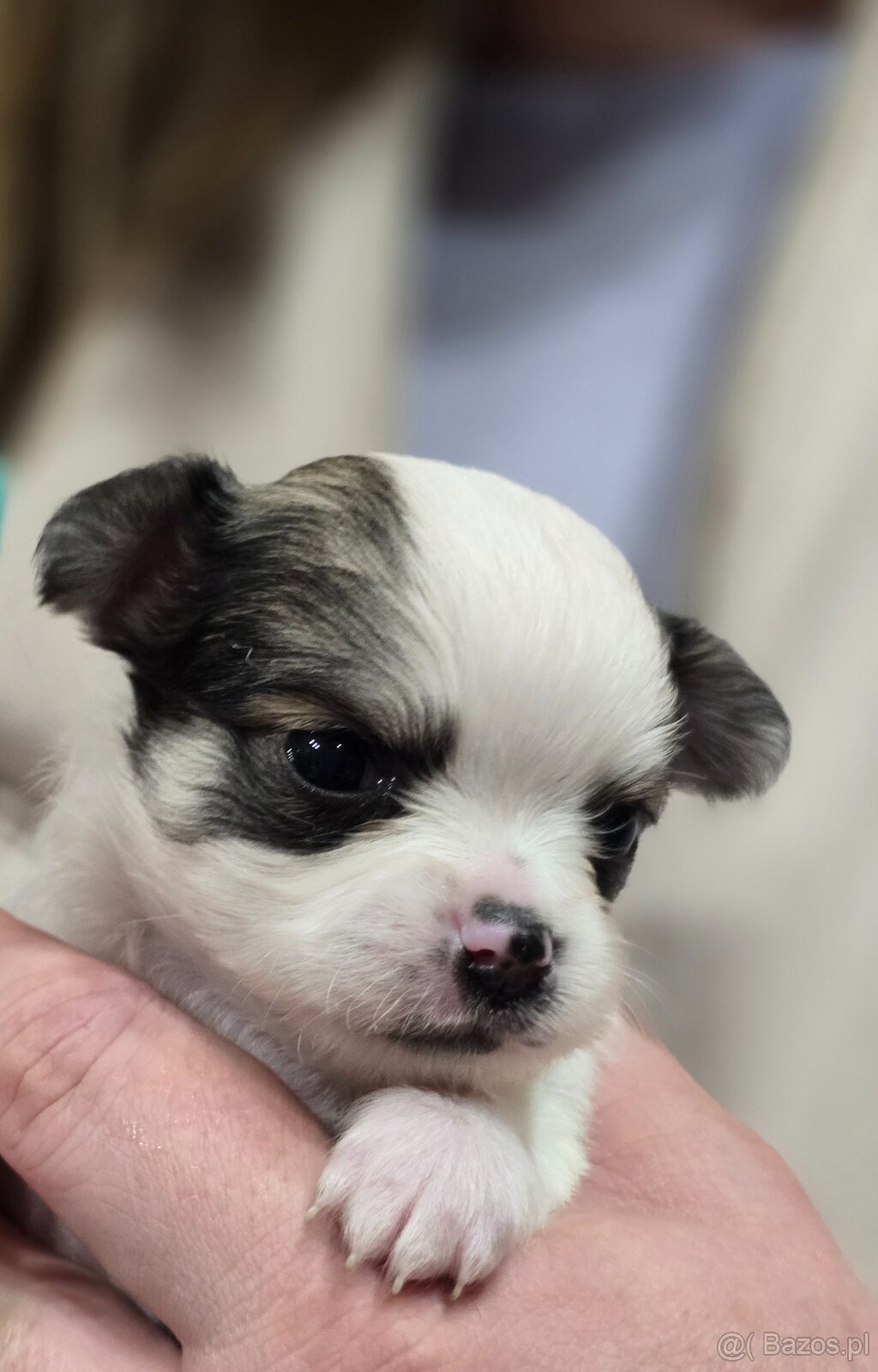 Chihuahua-wyjątkowe pieski, rodowód. - 3