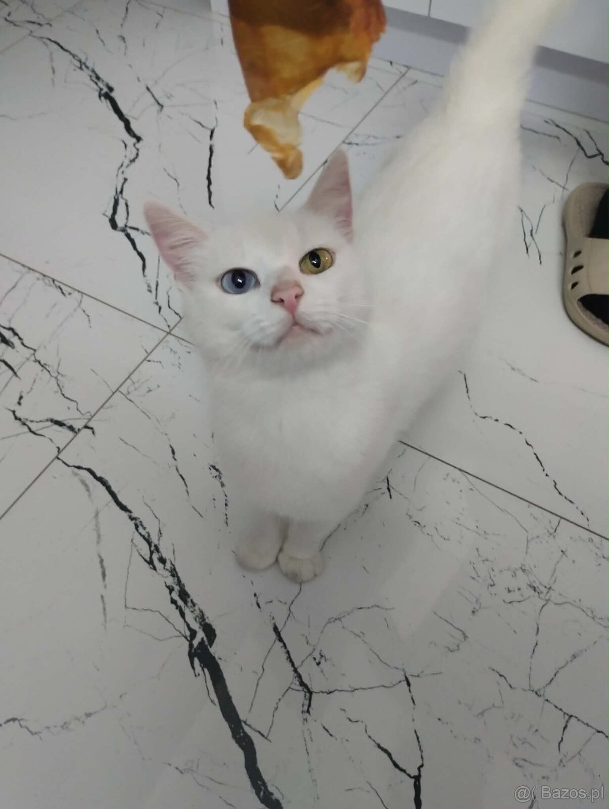 Biała kotka Khao Manee - 3